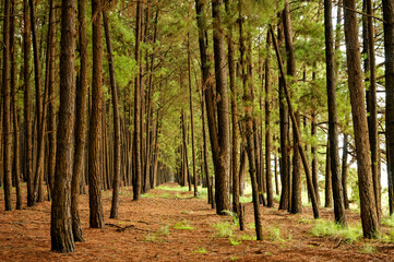 Pine reforestation. Pine wood is used in the furniture industry and in the making of crates,...