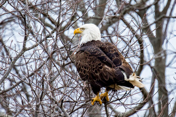 Bald Eagle perched up in branches