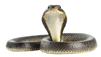 Cobra snake - isolated