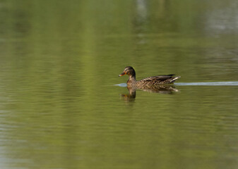Mallard swimming at Qudra lake, Al Marmoom Desert Conservation Reserve UAE