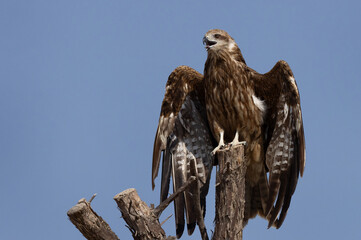 Black kite perched on a tree drying its wings at Qudra lake,  Al Marmoom Desert Conservation Reserve, UAE
