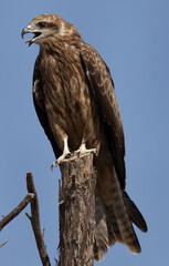 Closeup of a Black kite perched on a tree at Qudra lake,  Al Marmoom Desert Conservation Reserve, UAE