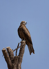 Black kite perched on a tree at Qudra lakes,  Al Marmoom Desert Conservation Reserve, UAE