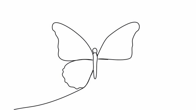 Butterfly, one line drawing animation, video clip with alpha channel.