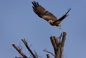 Black kite takeoff  from a tree at Qudra lakes,  Al Marmoom Desert Conservation Reserve, UAE