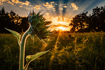 Sunflower field