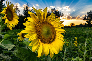 sunflower