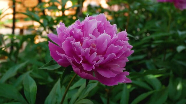 A large pink peony among the green leaves in the garden sways in the wind. In the background is a summer garden in the rays of the sun.