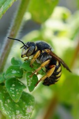 Closeup on a yellow banded male seven-toothed Red-resin solitary bee, Rhodanthidium septemdentatum sitting in vegetation