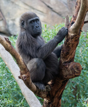 joven gorila subido a un árbol, sobre el que está sentado  mirando fijamente a la cámara, sobre fondo de plantas vedes y rocas