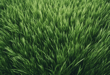Fototapeta na wymiar Green cut wild grass isolated on white background and texture top view