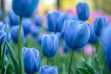 Fototapeten Closeup Of Vibrant Blue Tulips In Field, Creating Stunning Spring Floral Backdrop © Anastasiia