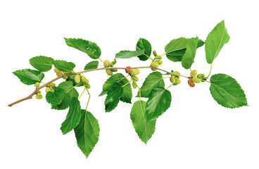 summer. A branch of mulberry with unripe berries. nature in detail. Isolated on transparent, png