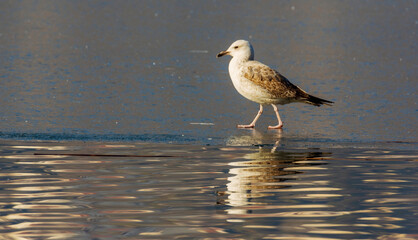 seagull on the beach