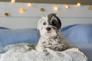 Cute White Havanese Dog Relaxing on a Human Bed