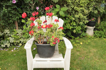 lawn patio gray white chair with armrests with red geranium plant flowers in pot sitting on it