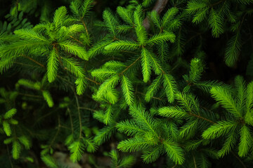 Fir tree branches in forest, closeup