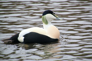 A close up of an Eider Duck
