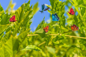 Beautiful butterflies and dragonfly flying on a green natural background