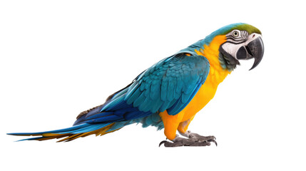 colorful parrot closeup shot isolated on transparent