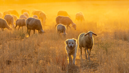 sheeps in the field