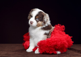 Cute funny American miniature Shepherd puppy in a red skirt