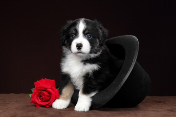 Cute funny American miniature shepherd puppy with a rose sitting in a hat