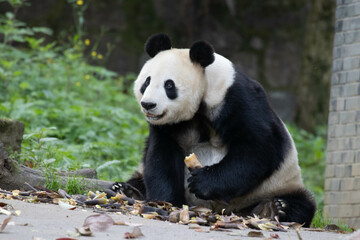 Close up Giant Panda in Chengdu Panda Base, China
