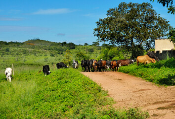 Cattle used for cutting in a cattle ranching area, on a dirt road in Abadiânia. Goias, Brazil, February 2016 - obrazy, fototapety, plakaty