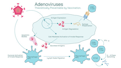 Antibodies are produced by the immune system in response to antigens vector illustration. Complementary binding sites on the Ab and on the Ag molecules. The differences between antigen and antibody.