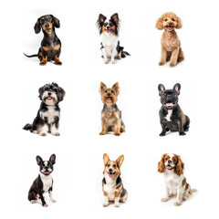 A collection of nine photos of small breed purebred dogs sitting with happy smiling expressions. Isolated on a white background. 