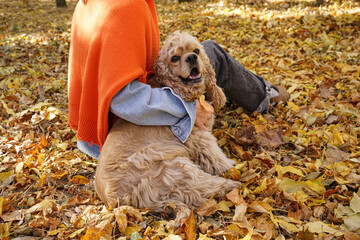 Cute cocker spaniel dog with owner in autumn park