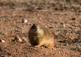 Prairie Dog at Caprock Canyons State Park, Texas