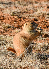 Prairie Dog at Caprock Canyons State Park, Texas