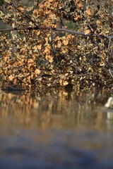 autumn leaves reflecting in water