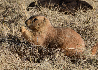 Prairie Dog at Caprock Canyons State Park, Texas