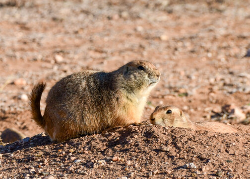Prairie Dog at Caprock Canyons State Park, Texas