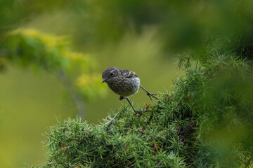 bird on the tree