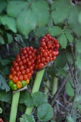 Naklejka premium red berries on a bush