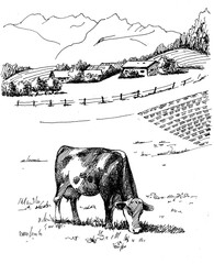 Panorama of countryside landscape with cow