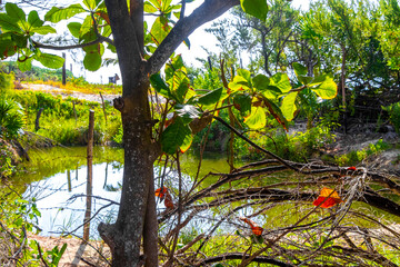 Lake river pond and tropical mangrove jungle forest Caribbean Mexico.