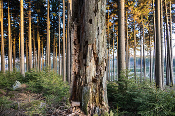 Old tree attacked by a bark beetle with forest lit with evening light on background