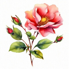 rose flower on a white background, watercolor drawing