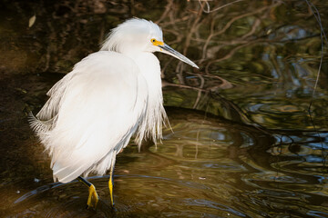 Snowy Egret of Gilbert