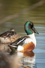 Fototapeta premium Northern Shoveler of Gilbert