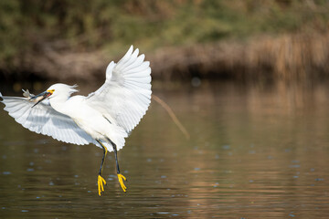 Snowy Egret with Fish