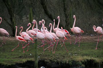 A view of some Flamingo's at Martin Mere Nature Reserve