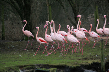 A view of some Flamingo's at Martin Mere Nature Reserve