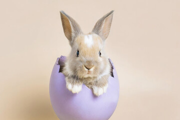 Obraz premium Cute Easter Rabbit bunny hatching from light pastel purple Easter egg,looking at the camera. isolated on pastel beige background. Copy space, Happy Easter holiday concept.