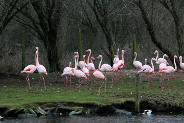 A view of some Flamingo's at Martin Mere Nature Reserve
